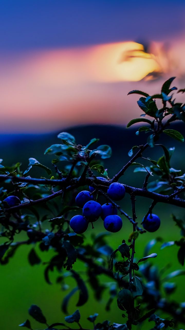 720x1280 Wallpaper nature, berries, sunset, green, blue
