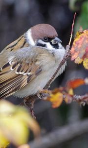 Preview wallpaper nature, bird, sparrow, branch, foliage, autumn