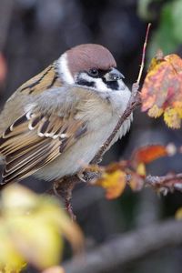 Preview wallpaper nature, bird, sparrow, branch, foliage, autumn