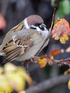 Preview wallpaper nature, bird, sparrow, branch, foliage, autumn