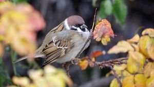 Preview wallpaper nature, bird, sparrow, branch, foliage, autumn