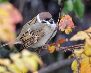 Preview wallpaper nature, bird, sparrow, branch, foliage, autumn