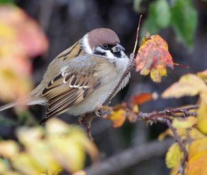 Preview wallpaper nature, bird, sparrow, branch, foliage, autumn