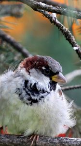 Preview wallpaper nature, bird, sparrow, branch, needles