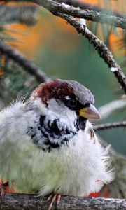 Preview wallpaper nature, bird, sparrow, branch, needles