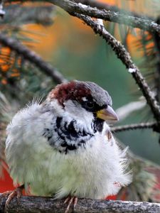 Preview wallpaper nature, bird, sparrow, branch, needles