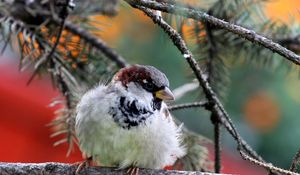 Preview wallpaper nature, bird, sparrow, branch, needles