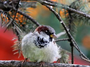 Preview wallpaper nature, bird, sparrow, branch, needles