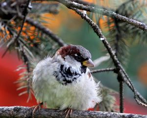 Preview wallpaper nature, bird, sparrow, branch, needles