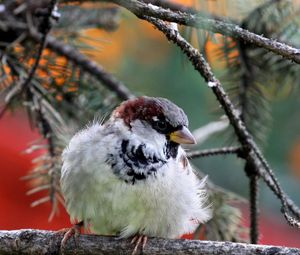 Preview wallpaper nature, bird, sparrow, branch, needles