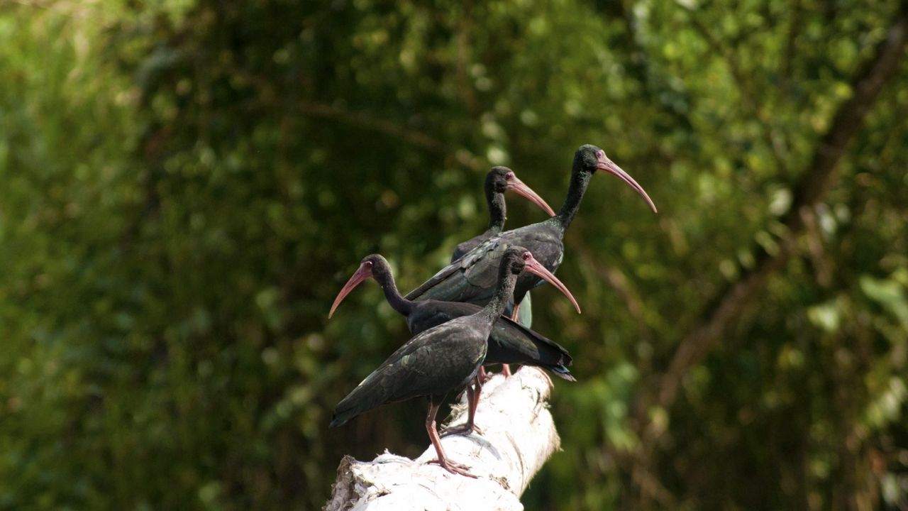Wallpaper nature, birds, ibis