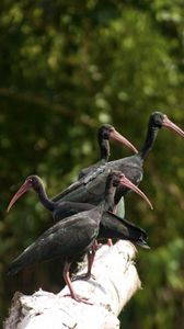 Preview wallpaper nature, birds, ibis