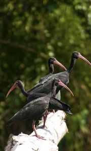 Preview wallpaper nature, birds, ibis