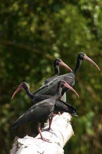 Preview wallpaper nature, birds, ibis