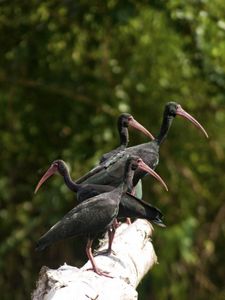 Preview wallpaper nature, birds, ibis