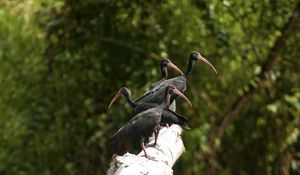 Preview wallpaper nature, birds, ibis