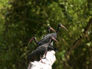 Preview wallpaper nature, birds, ibis