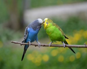 Preview wallpaper nature, birds, parrots