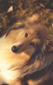 Preview wallpaper nature, collie, muzzle, dog, dogs