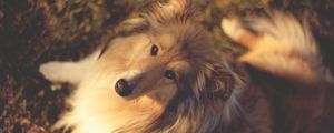 Preview wallpaper nature, collie, muzzle, dog, dogs
