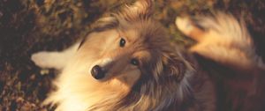 Preview wallpaper nature, collie, muzzle, dog, dogs