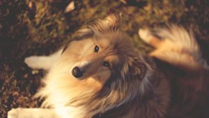 Preview wallpaper nature, collie, muzzle, dog, dogs