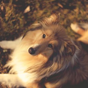 Preview wallpaper nature, collie, muzzle, dog, dogs