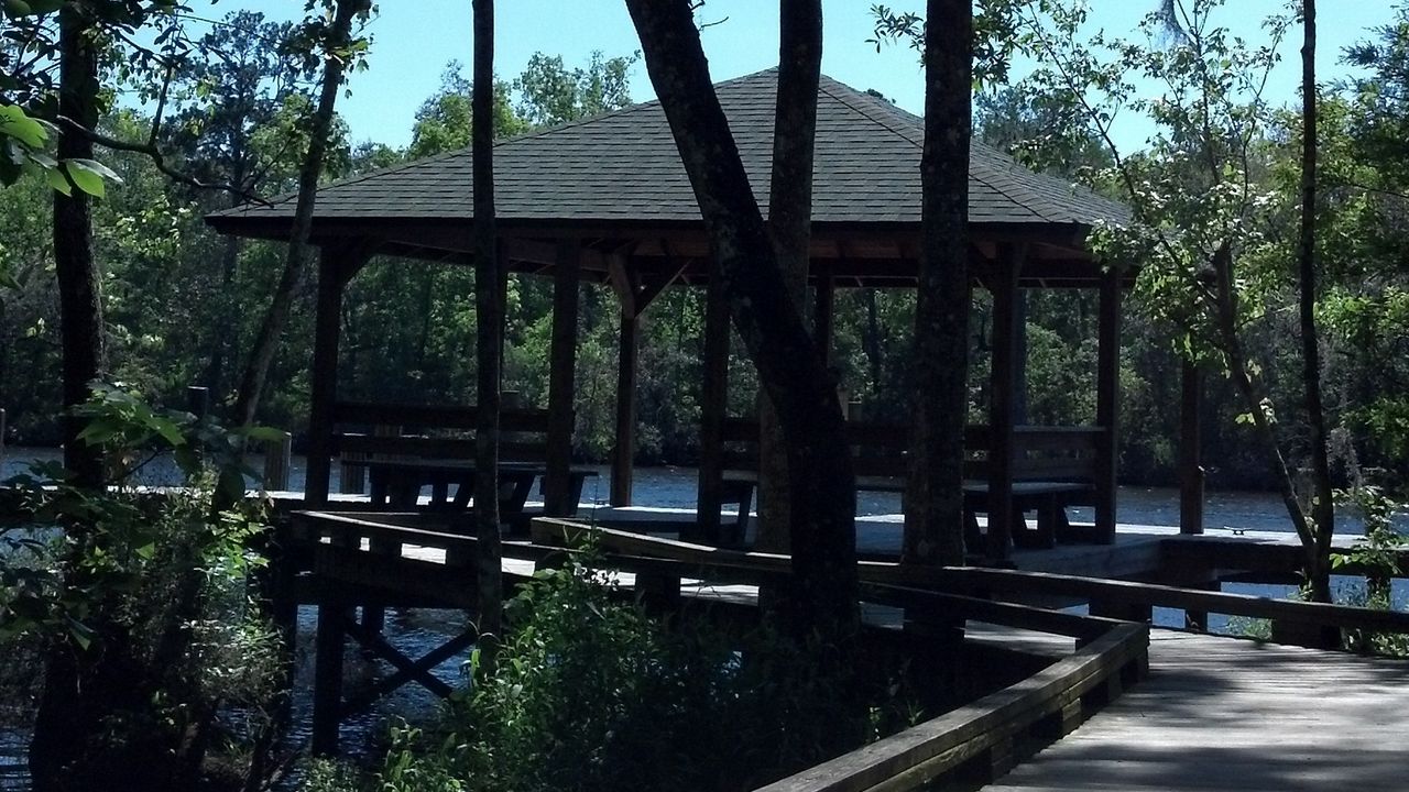 Wallpaper nature, dock, trees