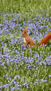 Preview wallpaper nature, field, flowers, squirrels