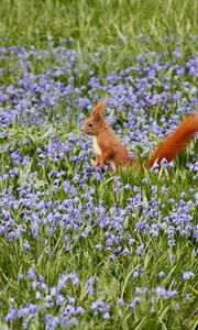 Preview wallpaper nature, field, flowers, squirrels