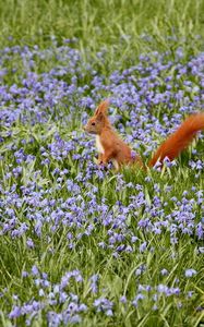 Preview wallpaper nature, field, flowers, squirrels