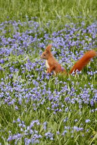 Preview wallpaper nature, field, flowers, squirrels