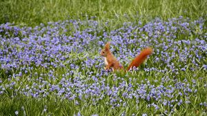 Preview wallpaper nature, field, flowers, squirrels