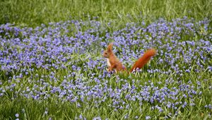 Preview wallpaper nature, field, flowers, squirrels