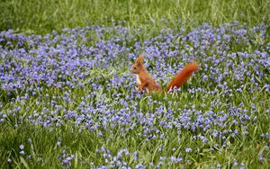 Preview wallpaper nature, field, flowers, squirrels
