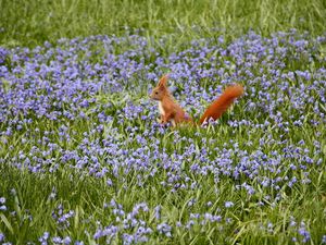 Preview wallpaper nature, field, flowers, squirrels