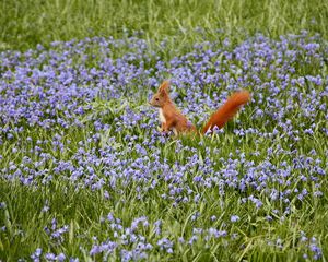 Preview wallpaper nature, field, flowers, squirrels