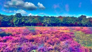 Preview wallpaper nature, field, grass, trees, wood, paint