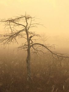 Preview wallpaper nature, fog, trees