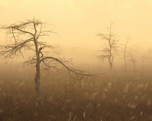 Preview wallpaper nature, fog, trees