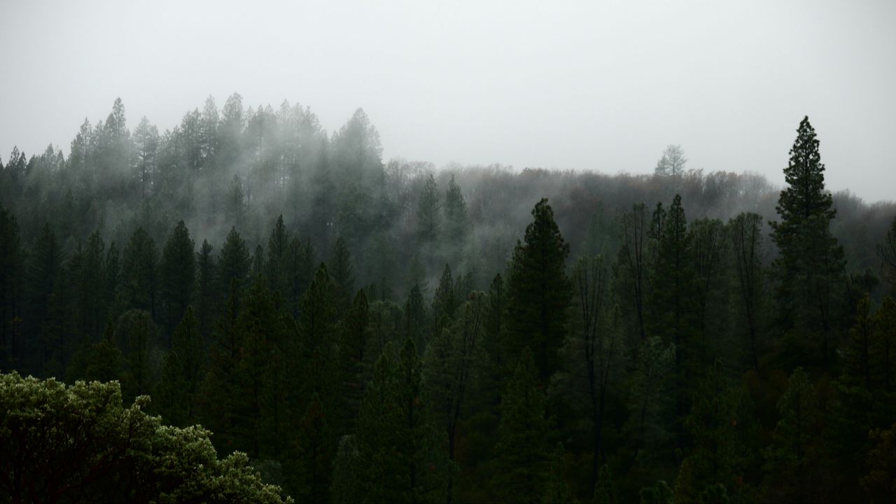 Wallpaper nature, forest, trees, fog, aerial view