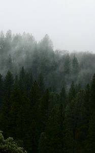 Preview wallpaper nature, forest, trees, fog, aerial view