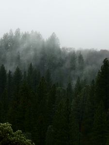 Preview wallpaper nature, forest, trees, fog, aerial view