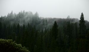 Preview wallpaper nature, forest, trees, fog, aerial view