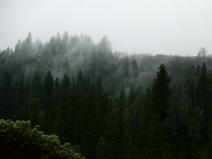 Preview wallpaper nature, forest, trees, fog, aerial view