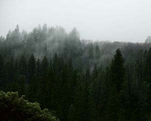 Preview wallpaper nature, forest, trees, fog, aerial view