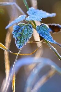 Preview wallpaper nature, grass, close-up, frost