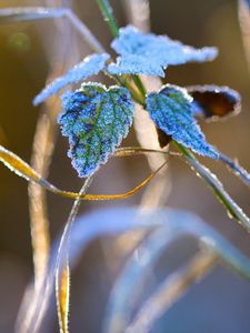 Preview wallpaper nature, grass, close-up, frost