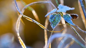 Preview wallpaper nature, grass, close-up, frost