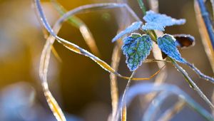 Preview wallpaper nature, grass, close-up, frost